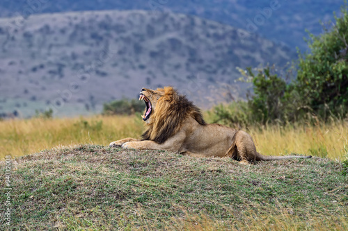 Obraz na płótnie Lion Masai Mara w salonie