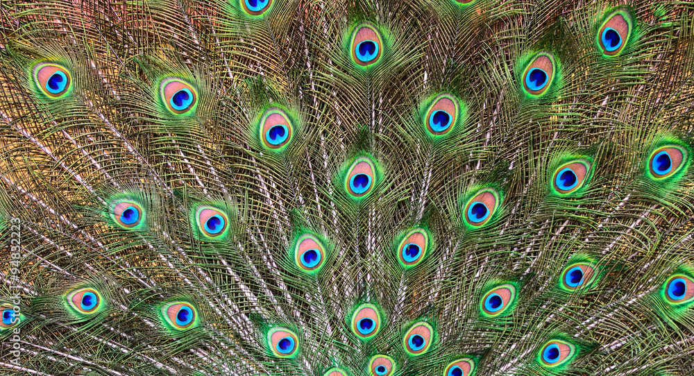 Obraz premium Peacock