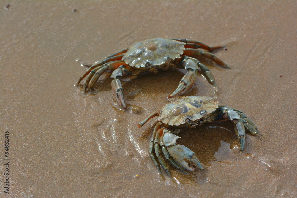 Zwei Krabben am Strand Zwei Krabben am Strand