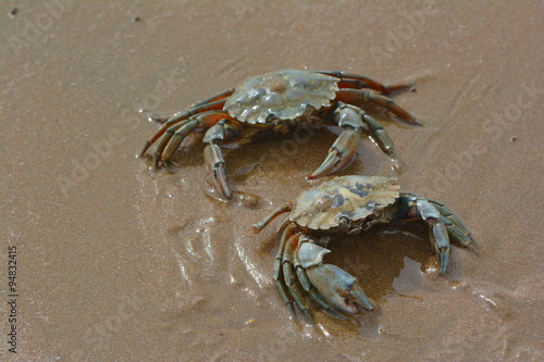 Zwei Krabben am Strand