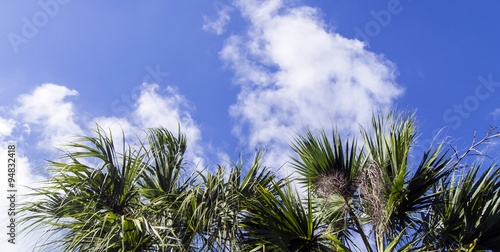 The palms against blue sky
