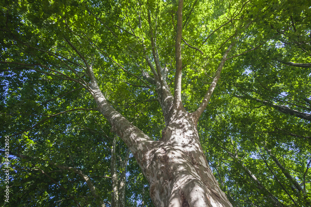 Fototapeta premium Tree tall thick trunk bark skin textures branches in summer bloom