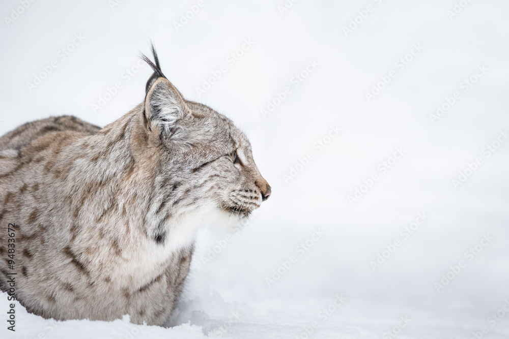 Fototapeta premium Lynx Head in Profile