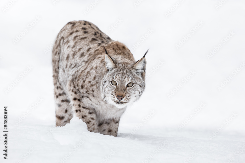 Fototapeta premium Lynx in Winter