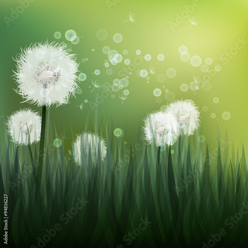 Spring background with white dandelions.