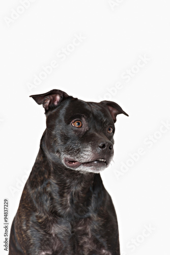 American Staffordshire Terrier head portrait © brusnikaphoto