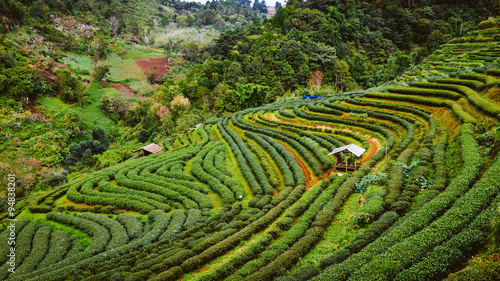 Green tea farm in thailand