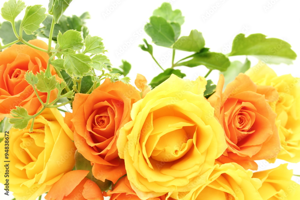 薔薇の背景