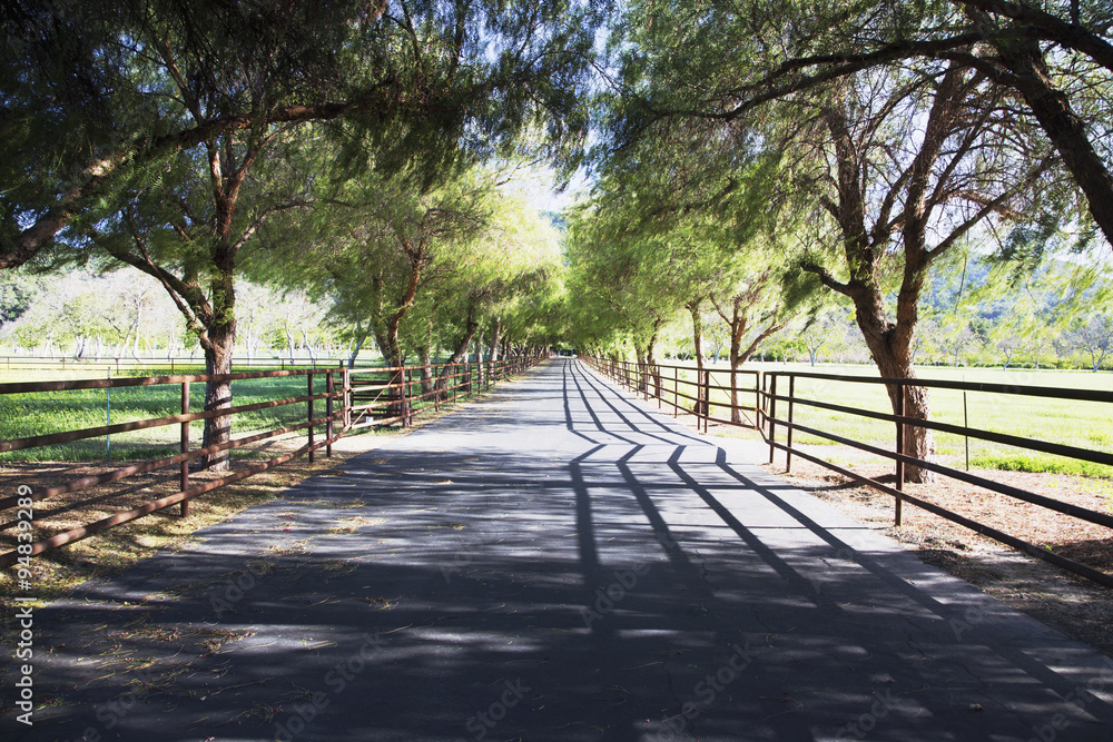 Tree lined road, Upper Ojai, California, USA, 04.26.2014