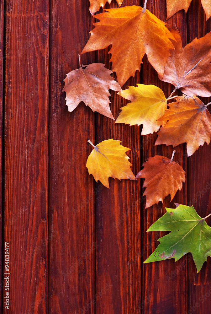 autumn background autumn background