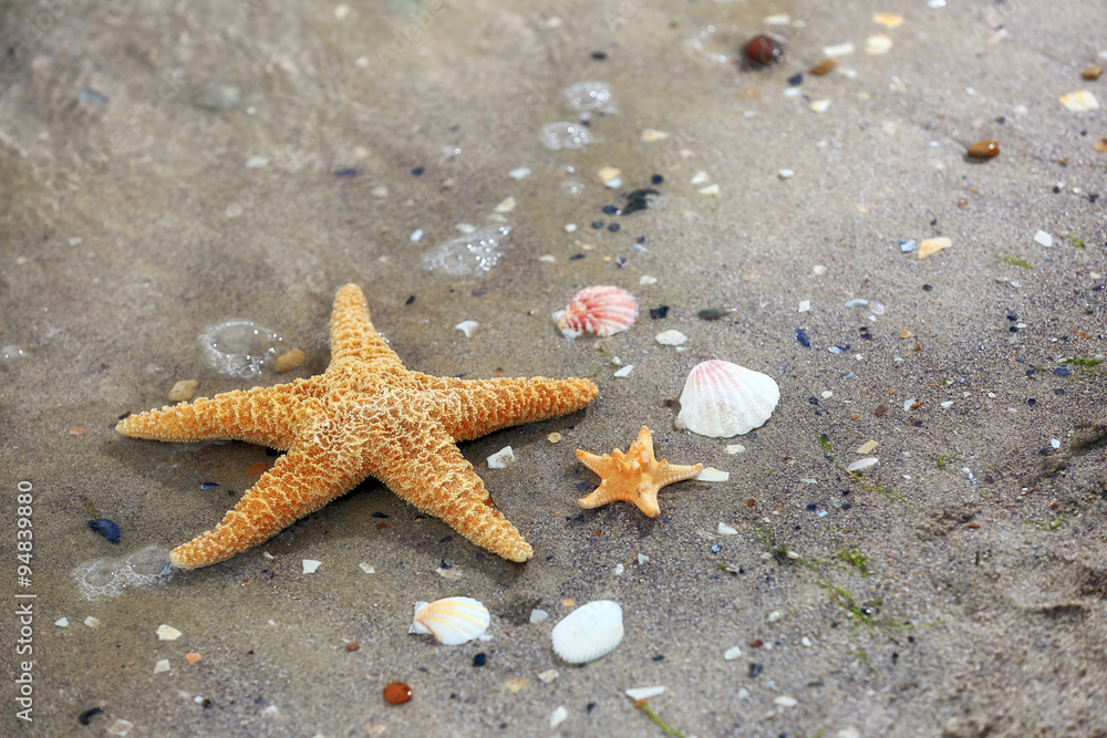 Beautiful starfish on sandy beach Beautiful starfish on sandy beach