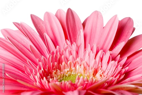 Close up view of pink daisy on white