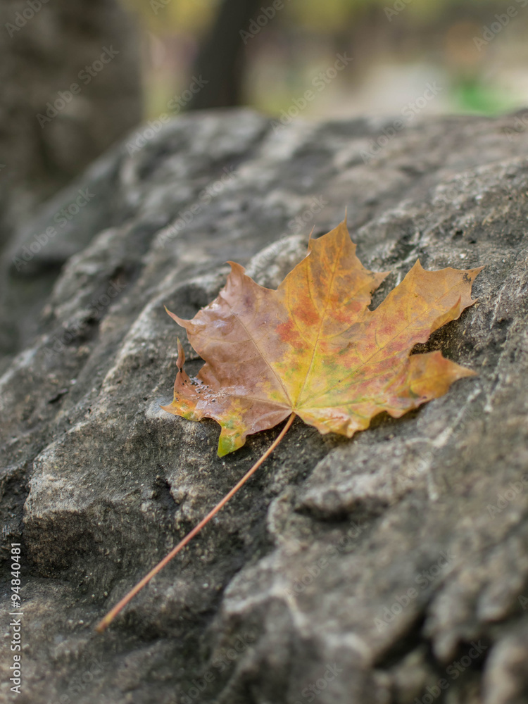 Maple yellow autumn leaf lying on a rock Maple yellow autumn leaf lying on a rock