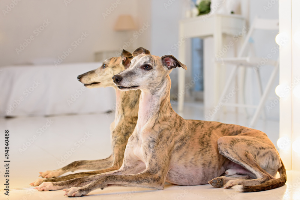 Fototapeta premium Whippet dog Portrait 