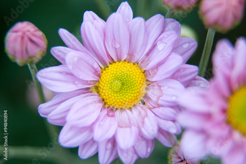 Chrysanthemum flowers