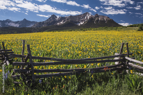 Photography Yellow Mules near field, western fence and San Juan Mountains, Hastings Mesa, near Last Dollar Ranch, Ridgway, Colorado, USA, 06