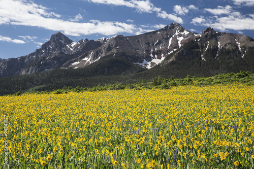Yellow Mules ear field and San Juan Mountains, Hastings Mesa, near "Last Dollar Ranch", Ridgway, Colorado, USA, 06.30.2014