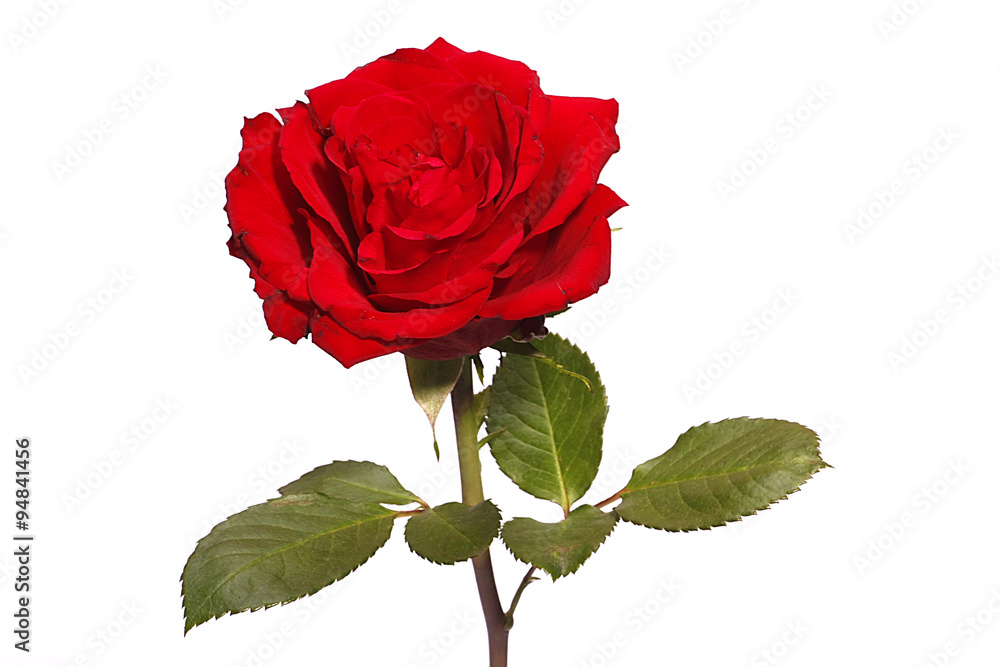 Fototapeta premium Rote Rose