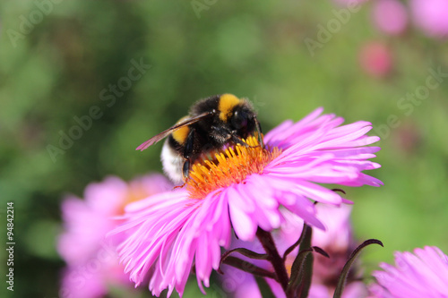 Fototapeta Naklejka Na Ścianę i Meble -  bumblebee on the aster