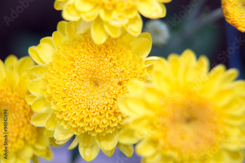 Chrysanthemum flowers