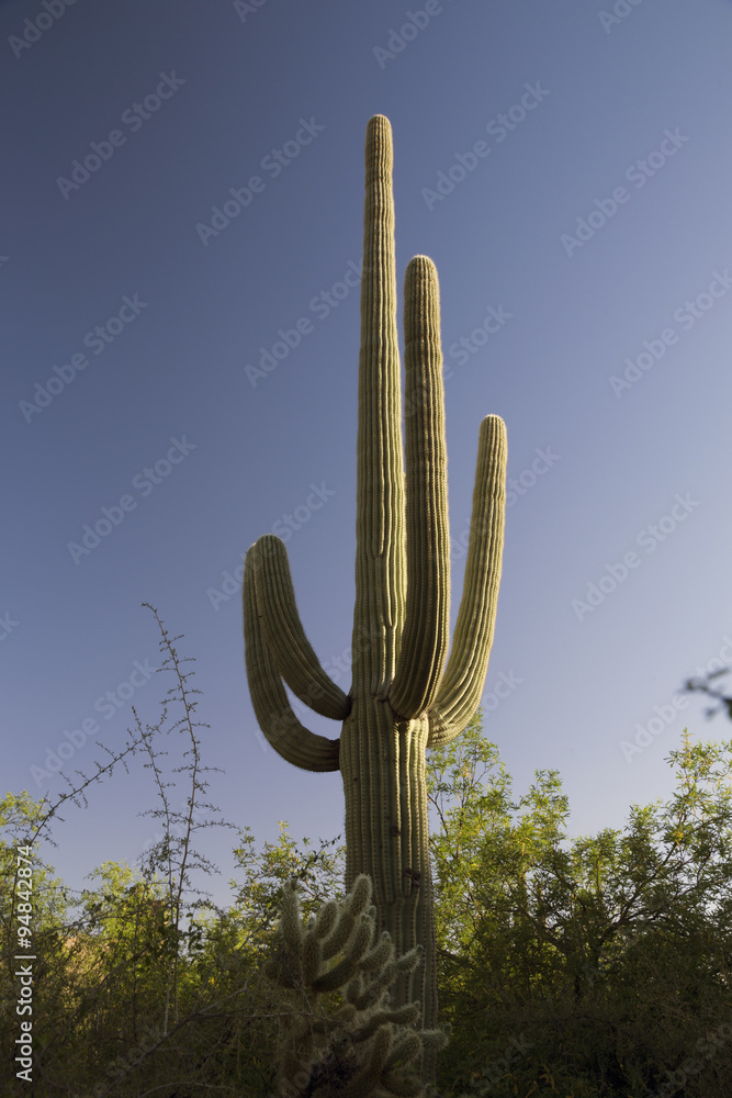 Arizona, Tucson, USA, April 9 2015, Saguaro National Park West, Saguaro Cactus at sunset
