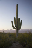 Arizona, Tucson, USA, April 9 2015, Saguaro National Park West, Saguaro Cactus at sunset