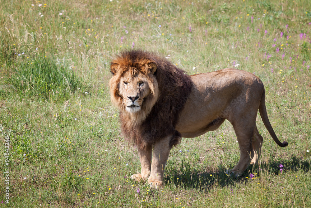 Lion is on the field Lion is on the field