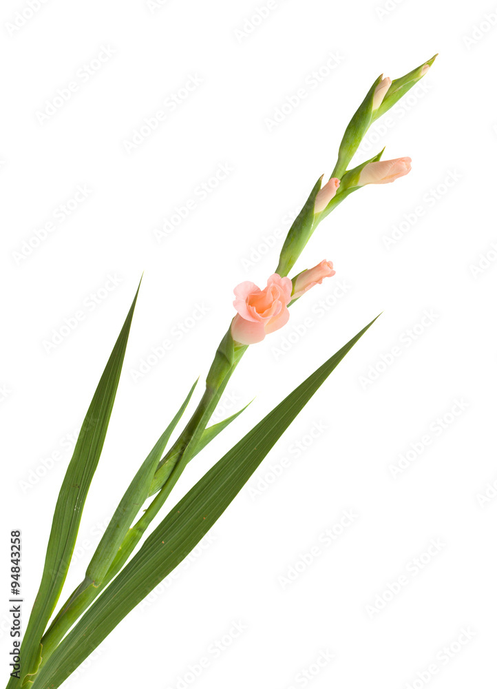 Fototapeta premium Gladiolus isolated