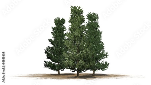 Fraser Fir trees - isolated on white background photo