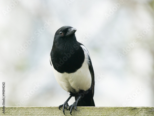 Magpie sitting on top of a fence with very bright background