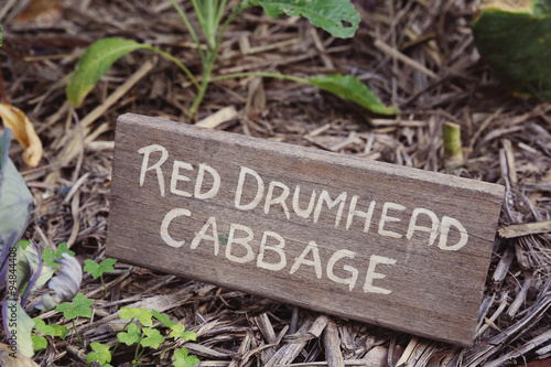 Rustic vegetable markers,red drumhead cabbage, vintage filter