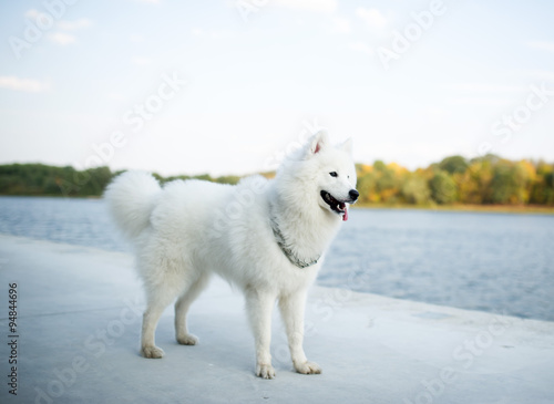 the white Siberian Samoyed poses on the river bank
