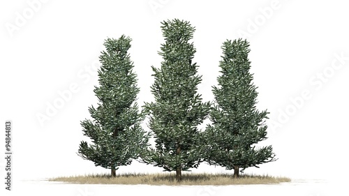 Fraser fir trees winter - isolated on white background photo