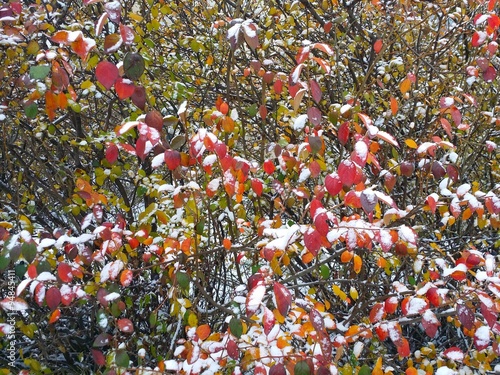 Листья в снегу