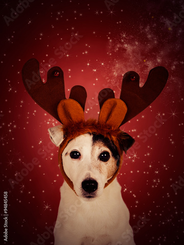 Christmas dog background.