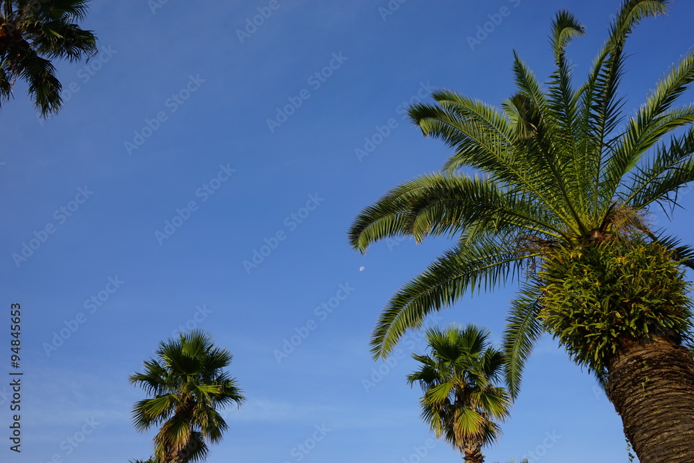 Fototapeta premium Drzewo palmowe