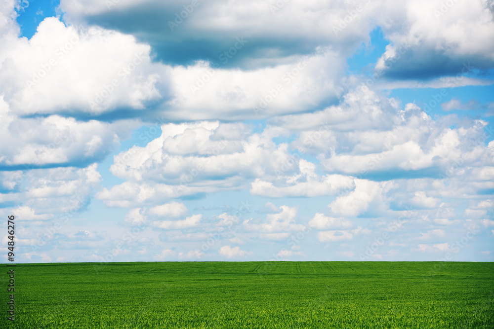 Fototapeta premium Meadow with green grass and blue sky with clouds