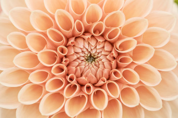 Keuken achterwand Dahlia Oranje dahlia macro-opname  © Tania Zbrodko