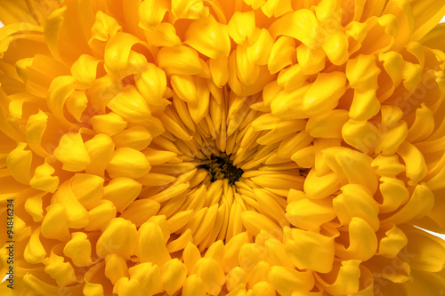 Yellow chrysanthemum macro