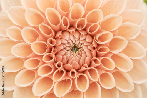 Fotografia, Obraz Orange dahlia macro