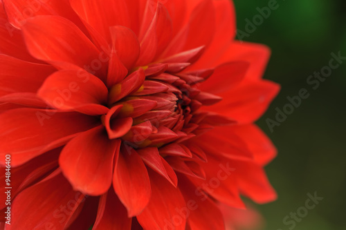 Red dahlia close-up