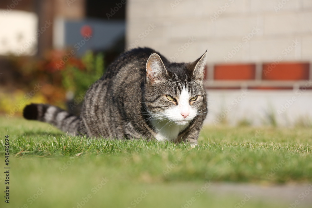 Katze im Garten Stock Photo Adobe Stock