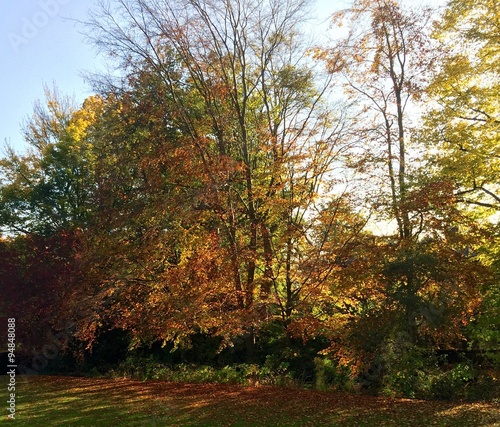 Autumn/Fall Trees