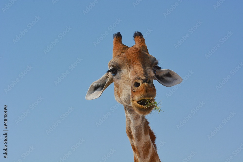 Portrait einer Steppengiraffe (giraffa camelopardalis) im Etosha Nationalpark