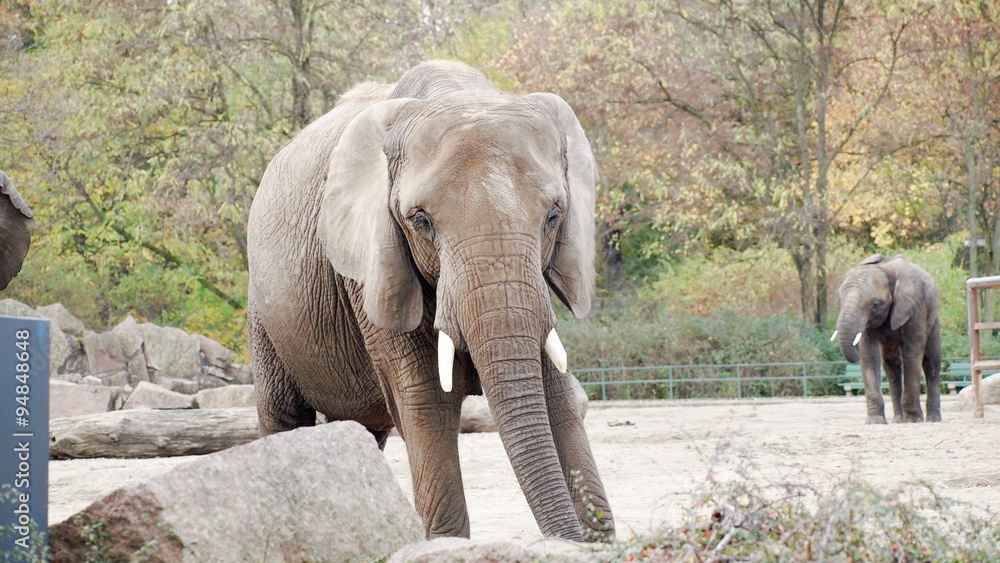 Naklejka premium Elefant im Tierpark