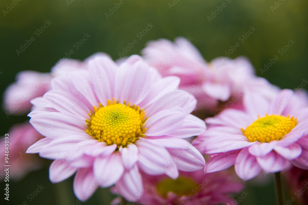 Obraz premium Chrysanthemum flowers