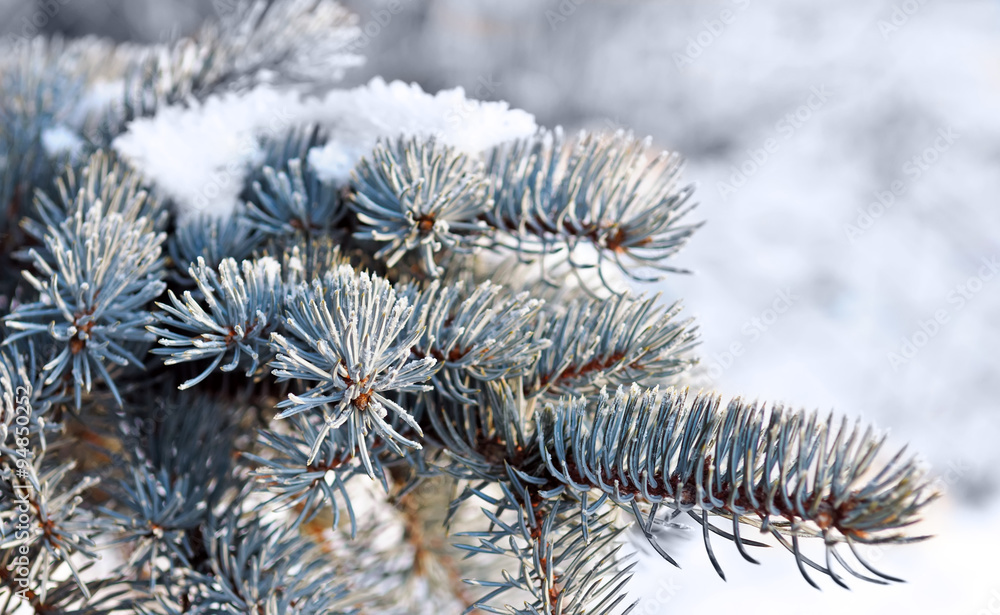 Christmas evergreen tree with snow Christmas evergreen tree with snow