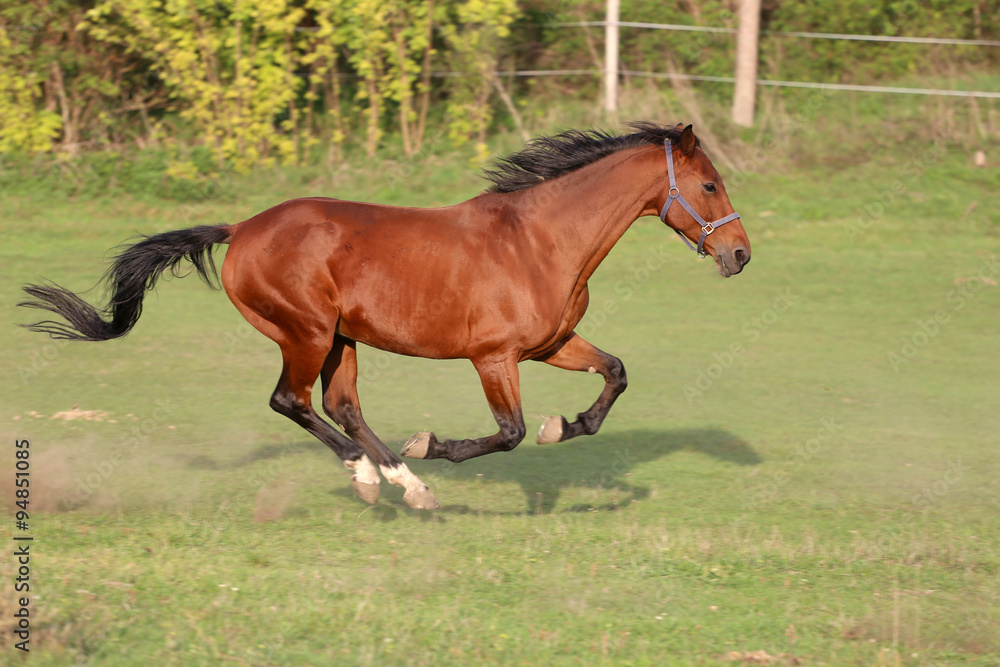 Fototapeta premium Bay colored purebred yearling horse galloping on the meadow