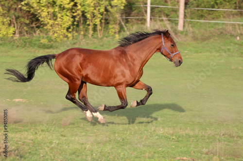 Bay colored purebred yearling horse galloping on the meadow