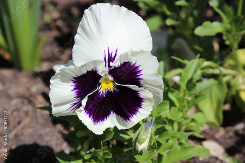 Field flower on the white background